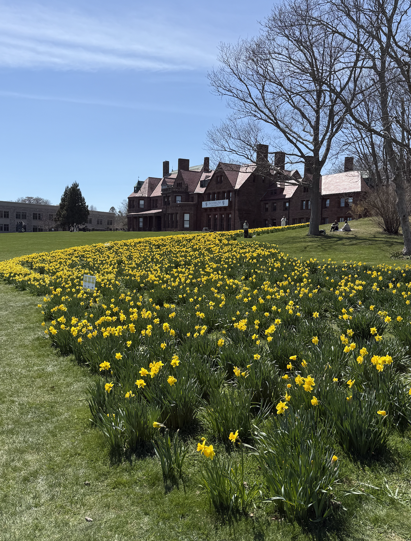 Rhode Island Spring: Welcoming 1.5 Million Daffodils in Newport